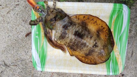 午後からエギング